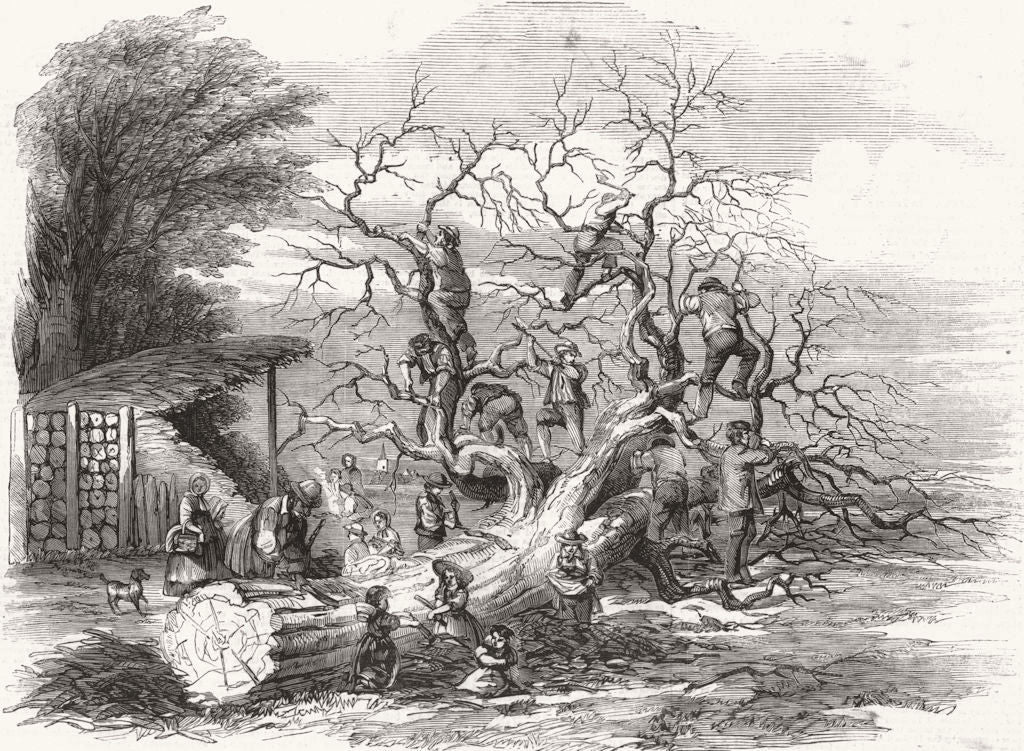 LONDON. Oak-barking 1859 old antique vintage print picture